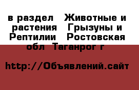  в раздел : Животные и растения » Грызуны и Рептилии . Ростовская обл.,Таганрог г.